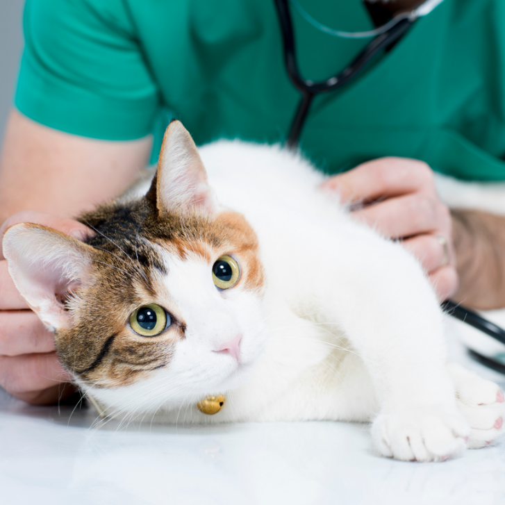 Feline Fracture Management kursus